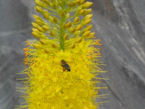 bee on foxtail lily