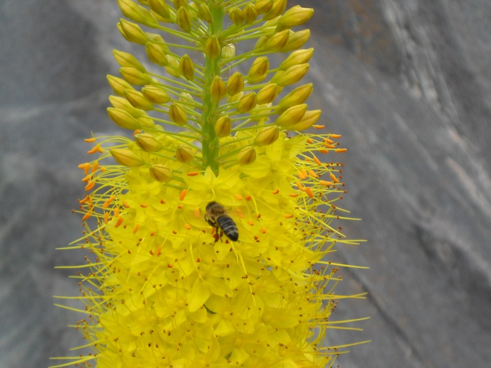 bee on foxtail lily