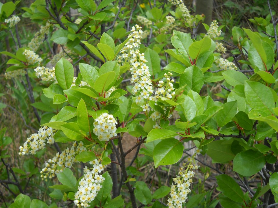 chokecherry