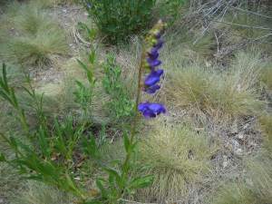 penstemon