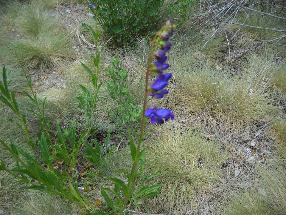 penstemon
