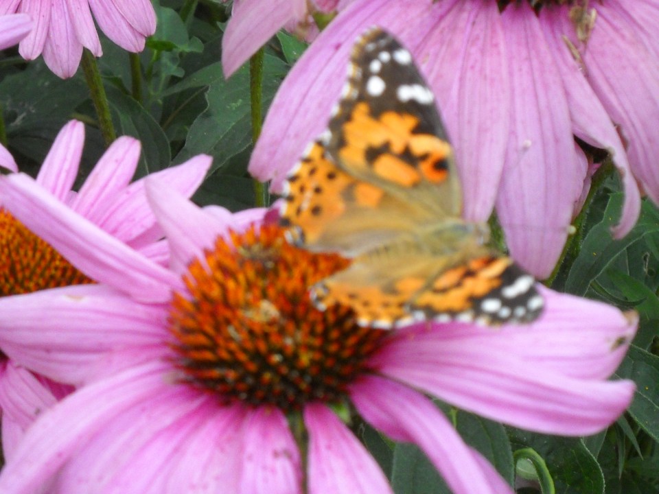 butterfly on coneflower