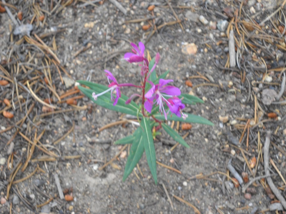 fireweed