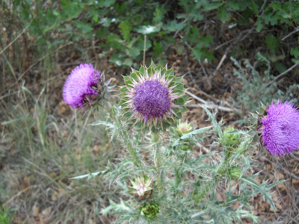 thistle at Garden of the Gods
