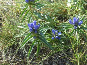gentians