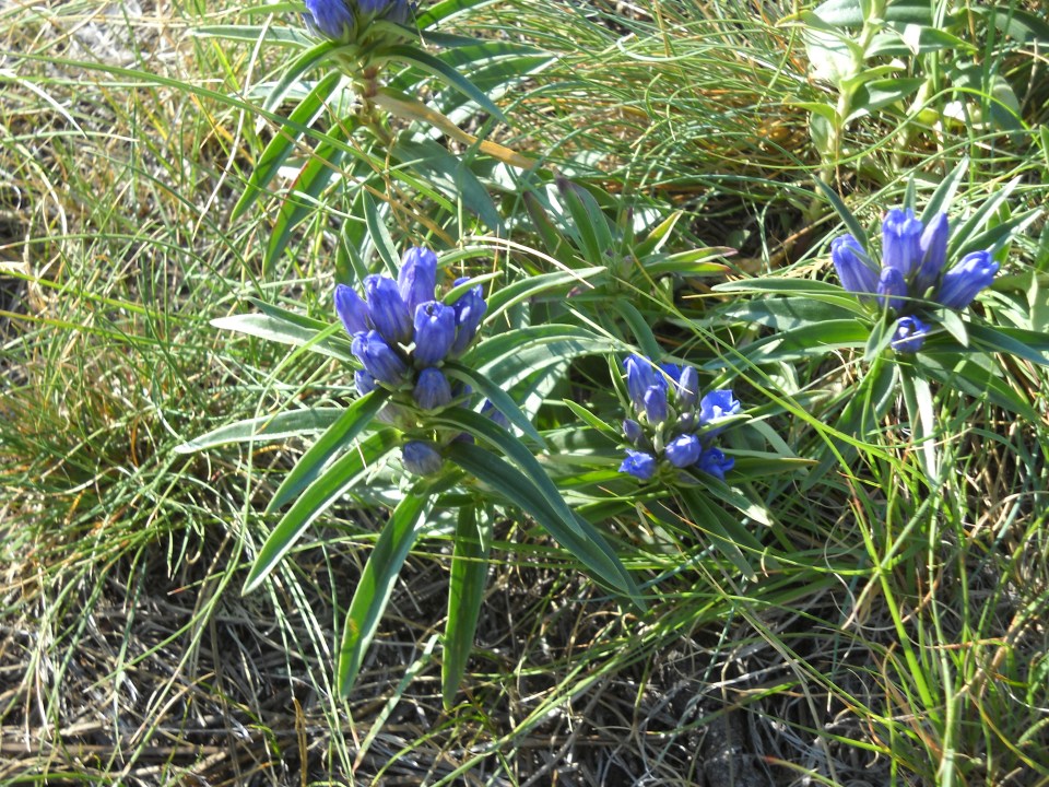 gentians