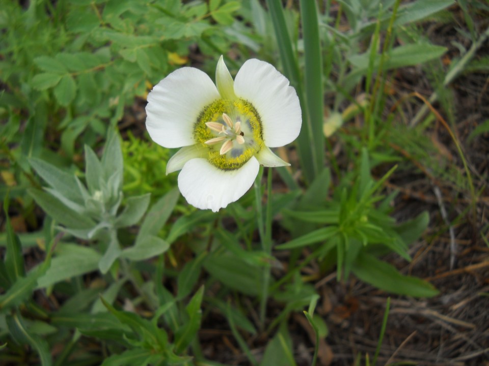 Gunnison's Maripose Lily