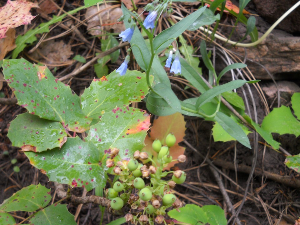bluebells and Oregon grape