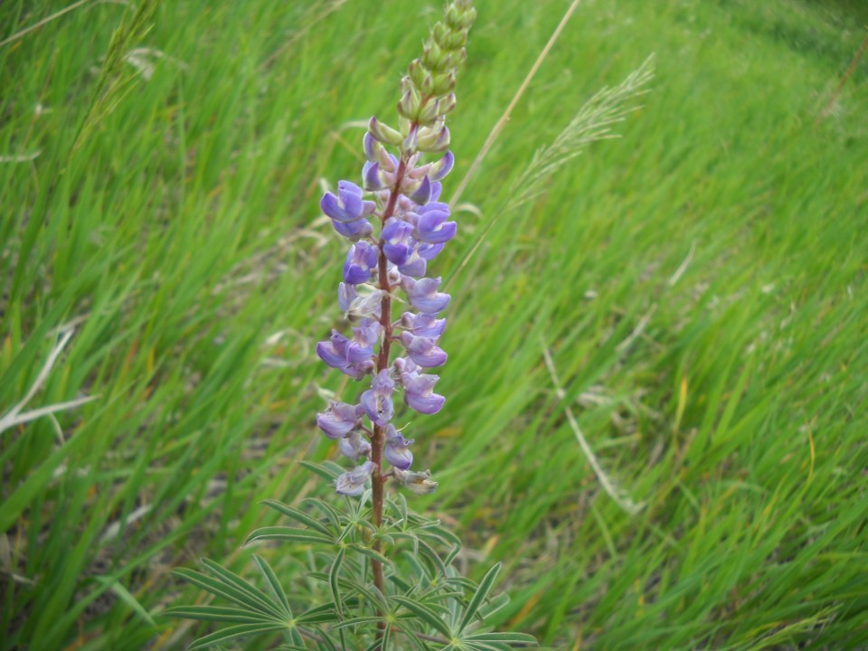 lupine
