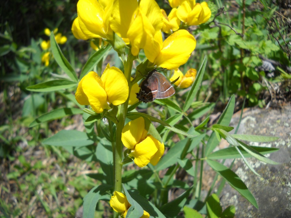 yellow pea (false lupine), probably with hairstreak