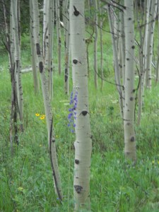 aspen grove 7.7.12