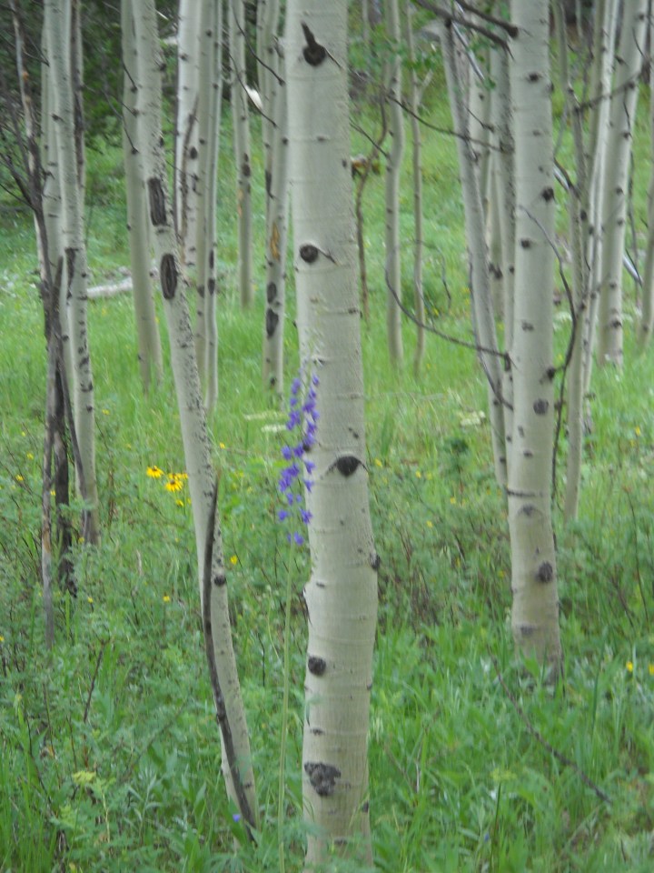 aspen grove 7.7.12