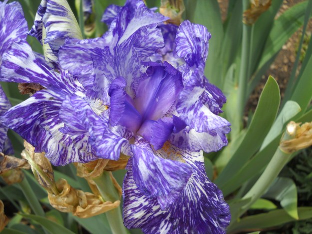iris