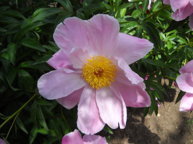 peony
