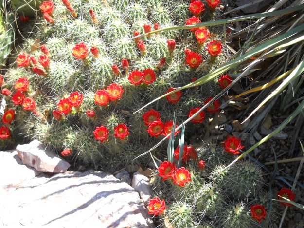Denver Botanic Gardens, 5.12.12