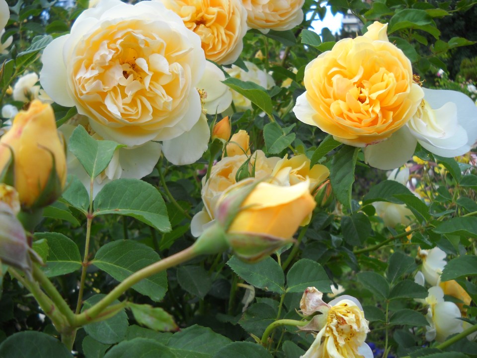 roses, Denver Botanic Gardens