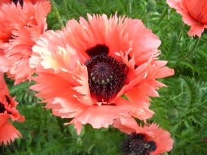 poppies, Denver Botanic Gardens