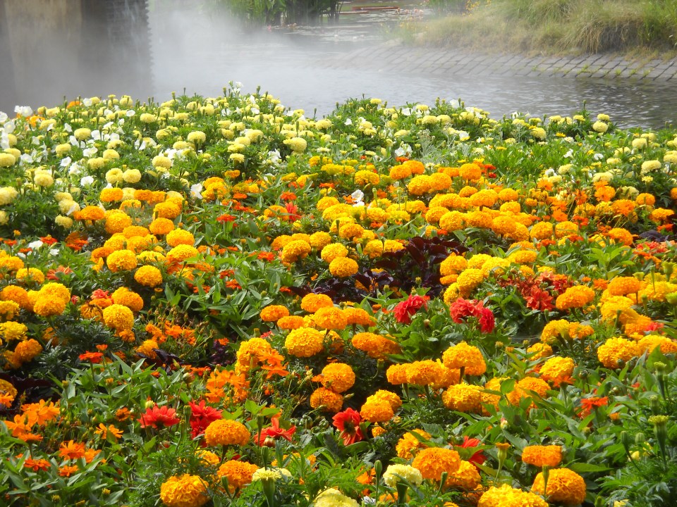 marigolds, Denver Botanic Gardens