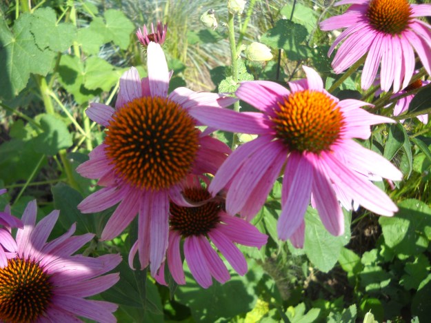 coneflowers