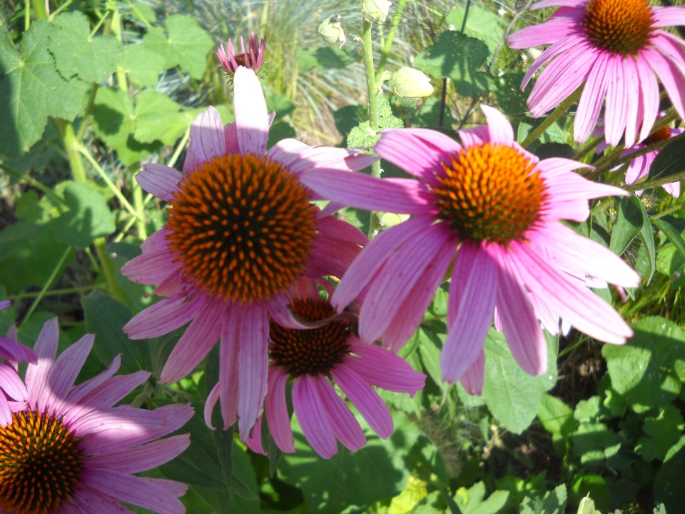 coneflowers