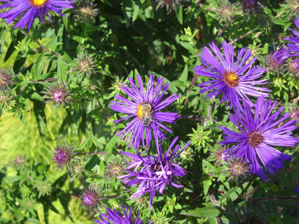 asters with bee