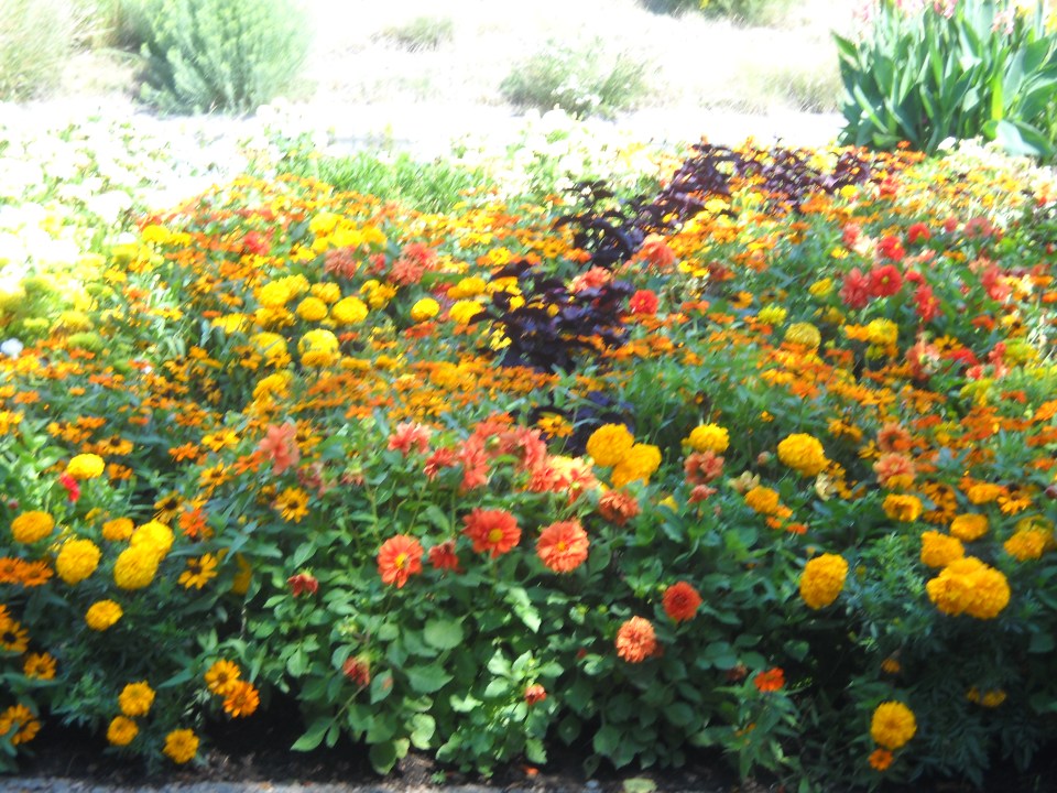 marigolds, Denver Botanic Gardens