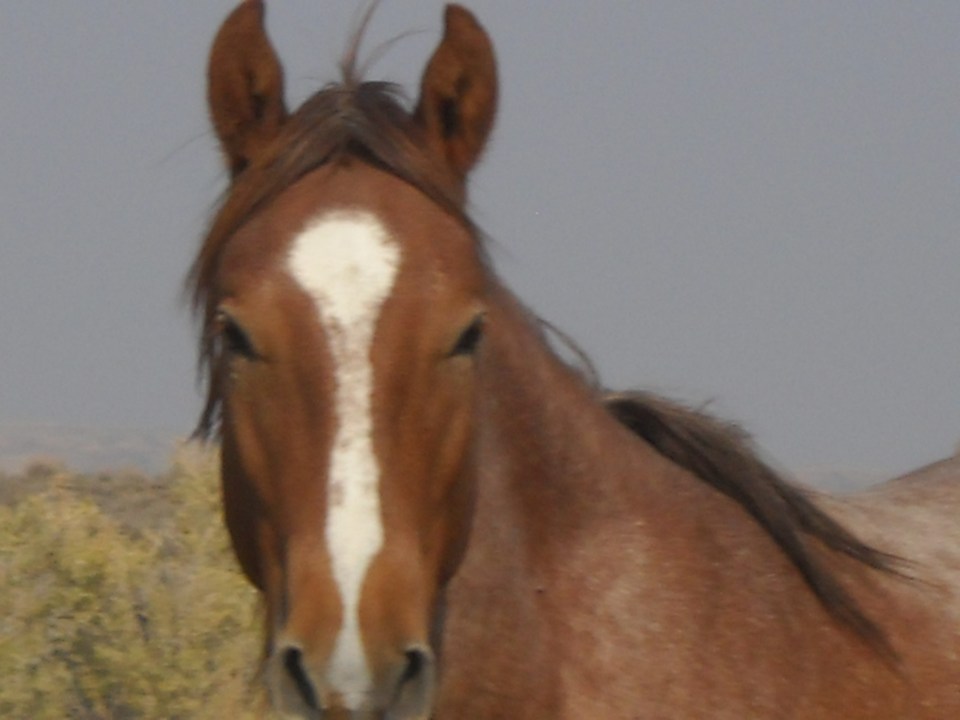 wild horse, Sand Wash Basin