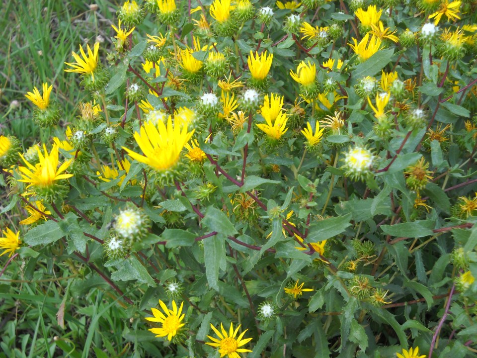 Rocky Mountain summer