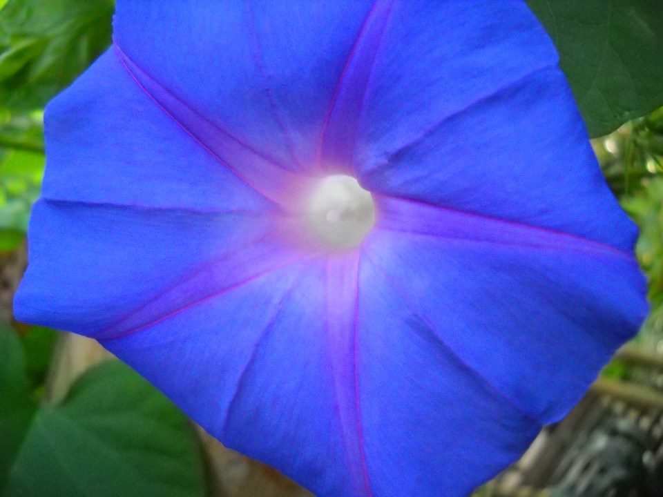 morning glory, Denver Botanic Garden