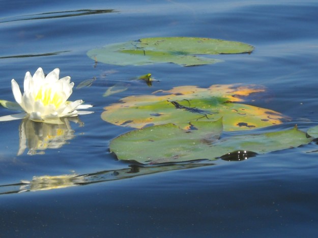 water lily, Scenic Lake, Michigan