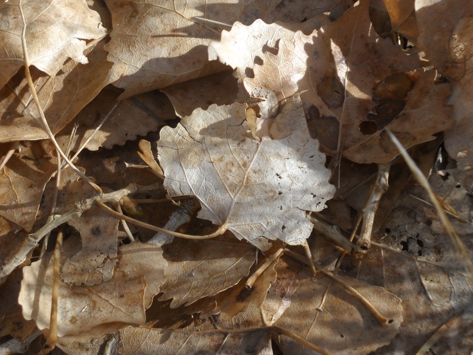 Cottonwood leaves
