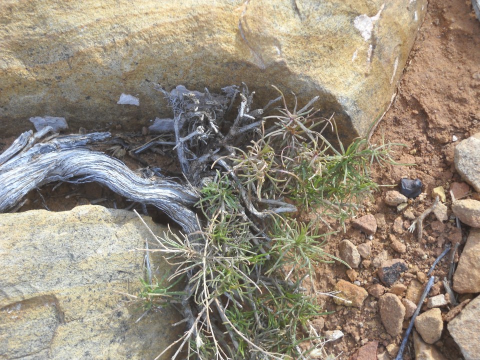 Santa Clara River Reserve #2