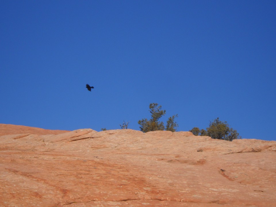 Raven, Moccasin Mountain Dinosaur Tracksite, GSENM
