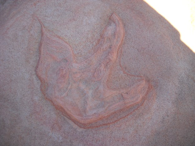 dinosaur track, Moccasin Mountain Dinosaur Tracksite