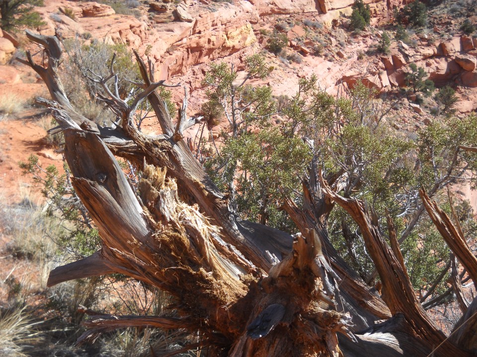 Vermillion Cliffs, Kanab, GSEENM