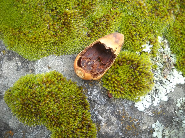 Eel River Campground, Mendocino National Forest