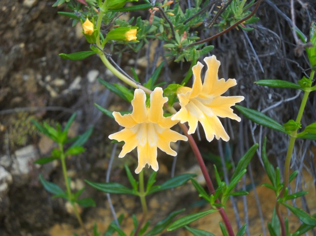 Flowers, Arroyo Seco, Ventana Wilderness