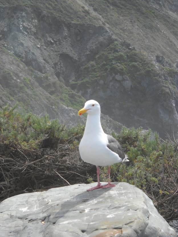 Gull along Big Sur