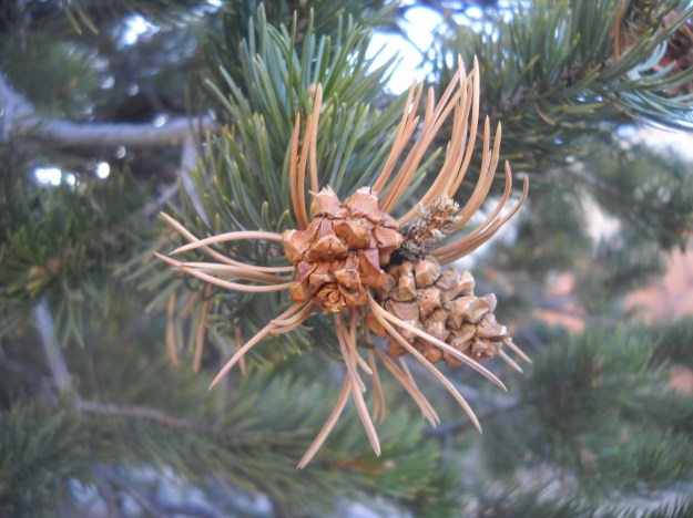 Pinyon Pine