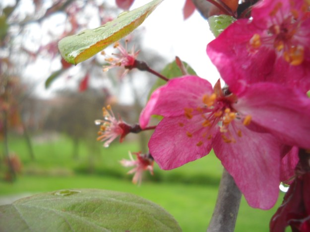 Presidio, San Francisco