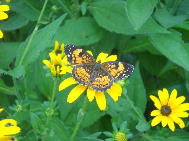 butterfly and black-eyed Susan