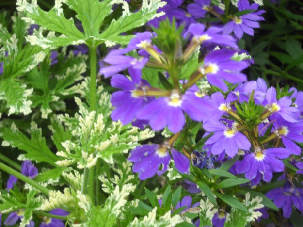 scaevola
