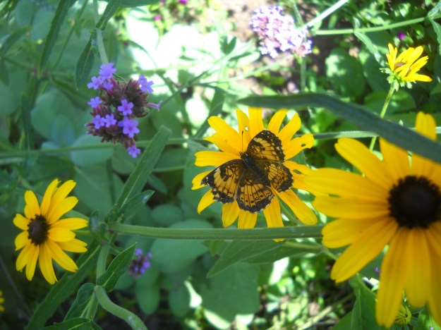 butterfly with black-eyed Susans and verbena bonariensis