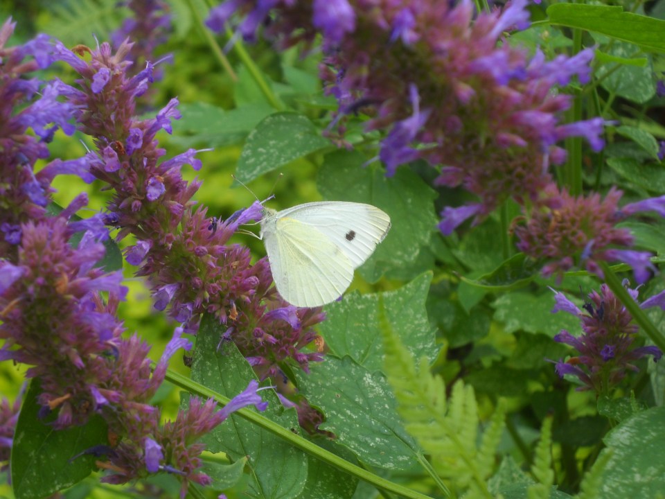 cabbage white on agastache