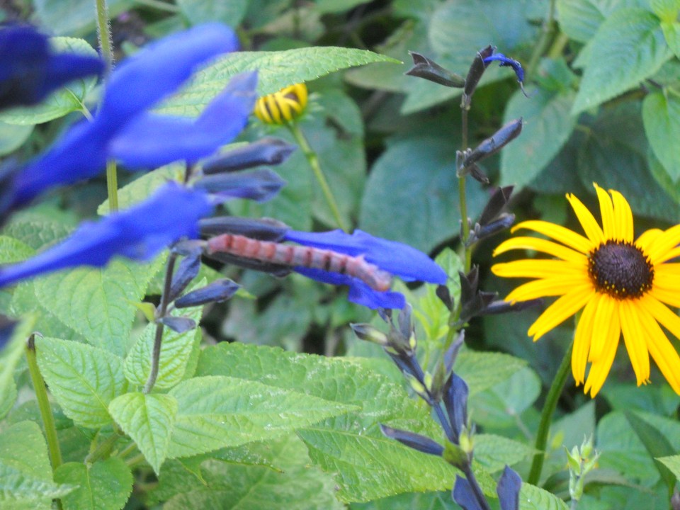 caterpillar on black and blue salvia with black-eyed Susan