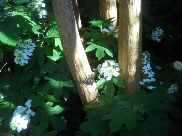 crape myrtle and oakleaf hydrangea