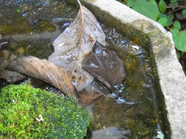 leaves and moss in birdbath