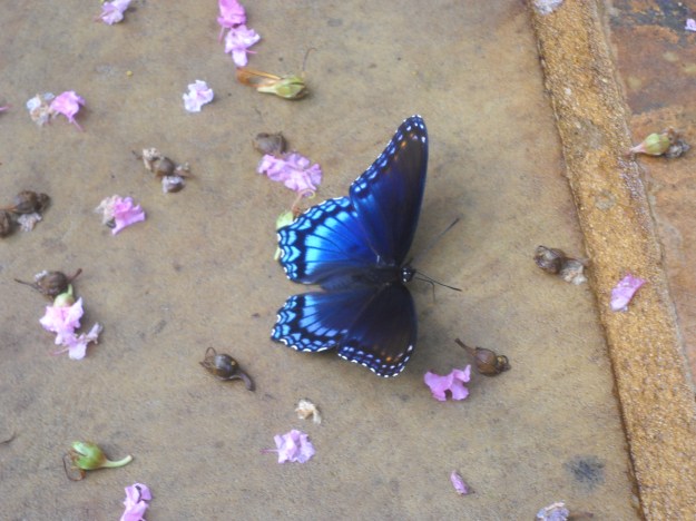 red-spotted purple with crape myrtle blossoms