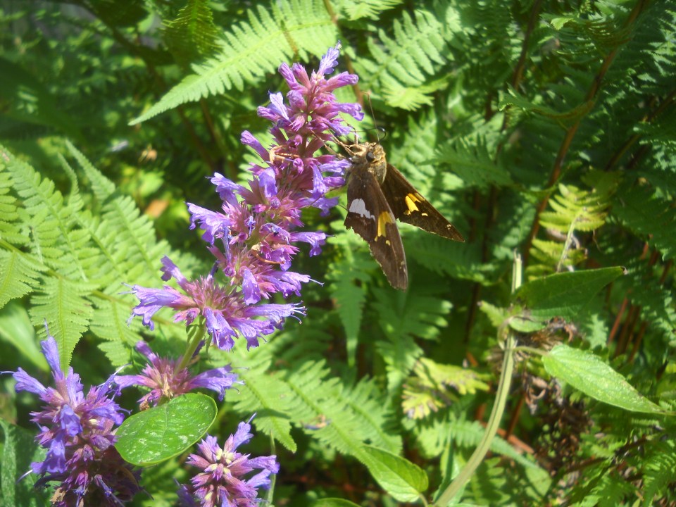 silver-spotted skipper on agastache