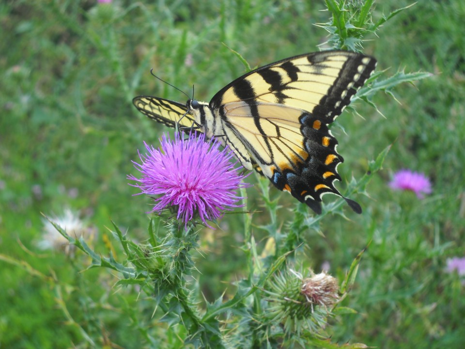 swallowtail butterfly and thistle